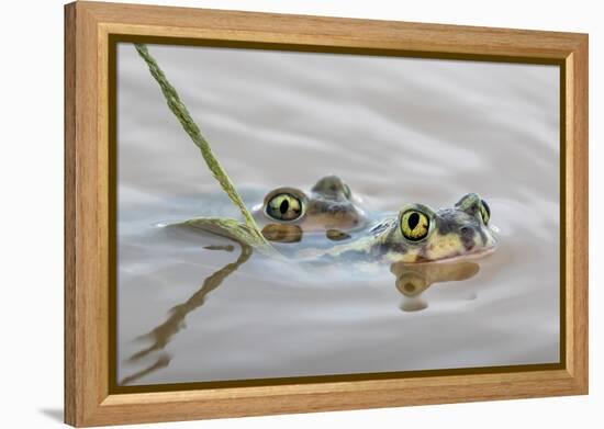 Pair of Couch's spadefoot toads mating in water, Texas-Karine Aigner-Framed Premier Image Canvas