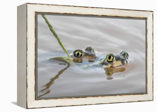 Pair of Couch's spadefoot toads mating in water, Texas-Karine Aigner-Framed Premier Image Canvas