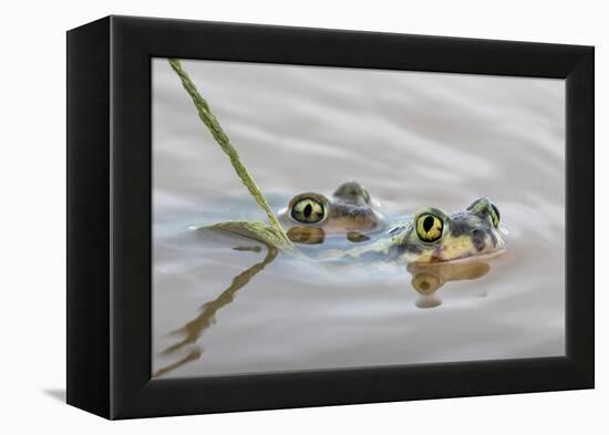 Pair of Couch's spadefoot toads mating in water, Texas-Karine Aigner-Framed Premier Image Canvas