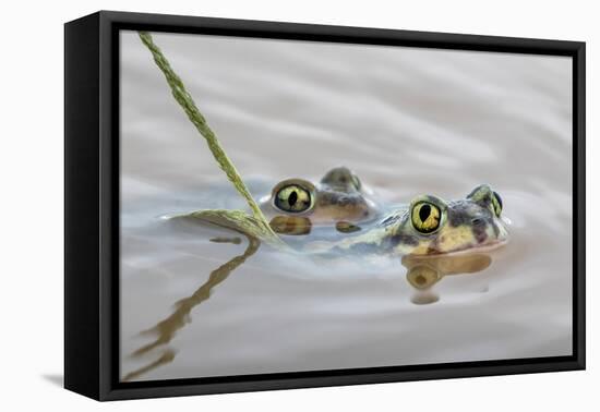 Pair of Couch's spadefoot toads mating in water, Texas-Karine Aigner-Framed Premier Image Canvas