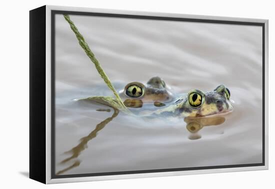 Pair of Couch's spadefoot toads mating in water, Texas-Karine Aigner-Framed Premier Image Canvas