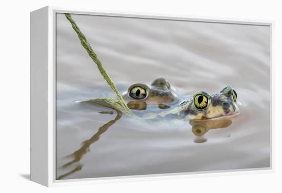 Pair of Couch's spadefoot toads mating in water, Texas-Karine Aigner-Framed Premier Image Canvas