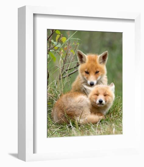 Pair of Cuddling Red Fox Cubs-null-Framed Premium Giclee Print