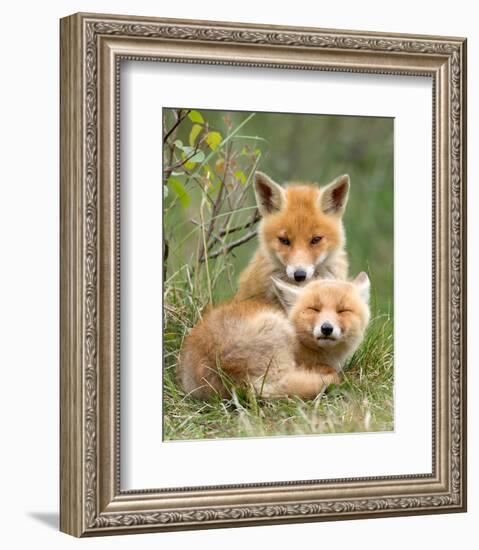 Pair of Cuddling Red Fox Cubs-null-Framed Art Print