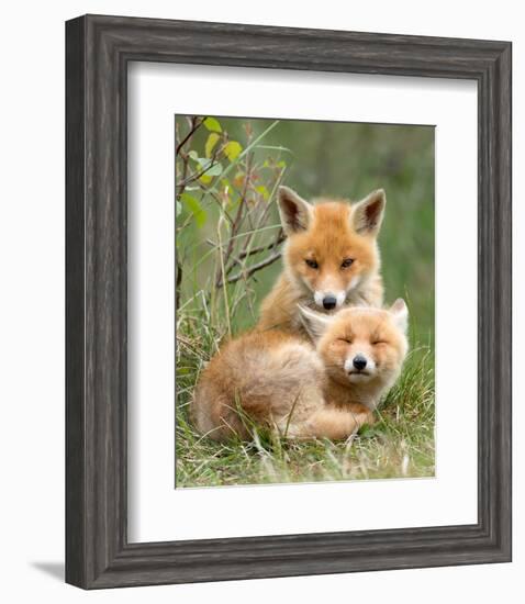 Pair of Cuddling Red Fox Cubs-null-Framed Art Print