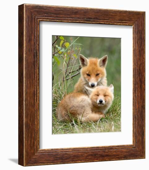 Pair of Cuddling Red Fox Cubs-null-Framed Art Print