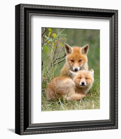 Pair of Cuddling Red Fox Cubs-null-Framed Art Print