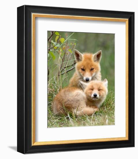 Pair of Cuddling Red Fox Cubs-null-Framed Art Print