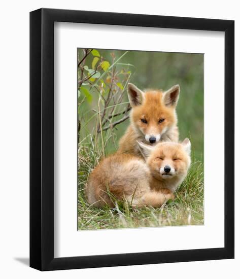 Pair of Cuddling Red Fox Cubs-null-Framed Art Print