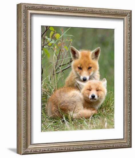 Pair of Cuddling Red Fox Cubs-null-Framed Art Print