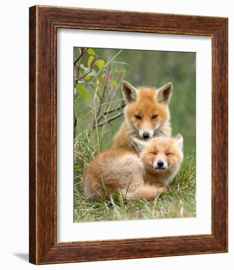 Pair of Cuddling Red Fox Cubs-null-Framed Art Print