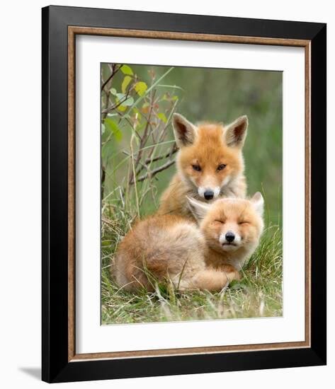 Pair of Cuddling Red Fox Cubs-null-Framed Art Print