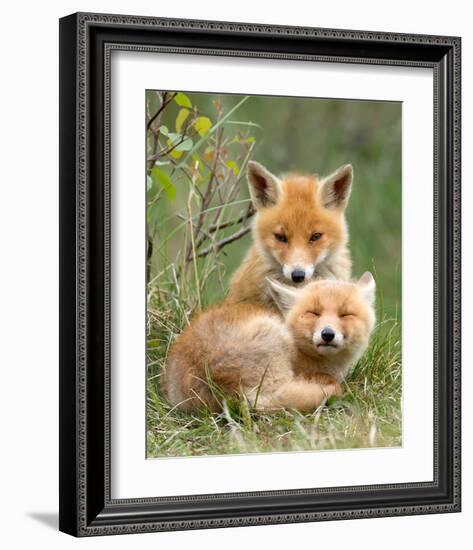 Pair of Cuddling Red Fox Cubs-null-Framed Art Print