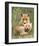 Pair of Cuddling Red Fox Cubs-null-Framed Art Print