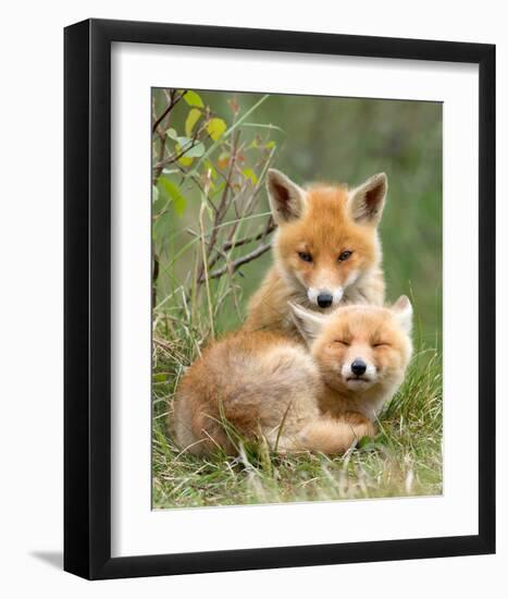 Pair of Cuddling Red Fox Cubs-null-Framed Art Print