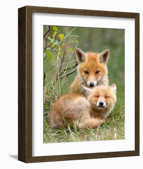 Pair of Cuddling Red Fox Cubs-null-Framed Art Print