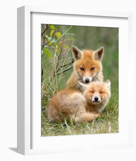 Pair of Cuddling Red Fox Cubs-null-Framed Art Print