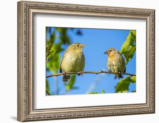 Pair of Darwin's green warbler finch on a branch, Galapagos-Tui De Roy-Framed Photographic Print