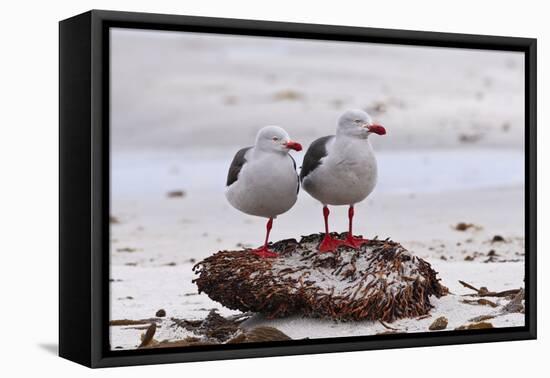 Pair of Dolphin Gulls (Leucophaeus Scoresbii) on a Seaweed Covered Rock-Eleanor Scriven-Framed Premier Image Canvas