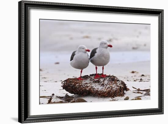 Pair of Dolphin Gulls (Leucophaeus Scoresbii) on a Seaweed Covered Rock-Eleanor Scriven-Framed Photographic Print