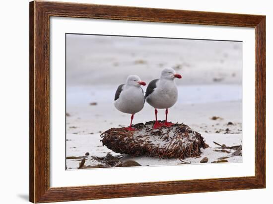 Pair of Dolphin Gulls (Leucophaeus Scoresbii) on a Seaweed Covered Rock-Eleanor Scriven-Framed Photographic Print