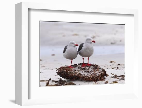 Pair of Dolphin Gulls (Leucophaeus Scoresbii) on a Seaweed Covered Rock-Eleanor Scriven-Framed Photographic Print