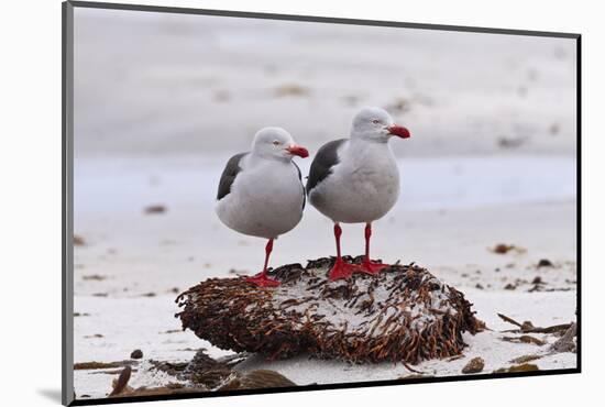 Pair of Dolphin Gulls (Leucophaeus Scoresbii) on a Seaweed Covered Rock-Eleanor Scriven-Mounted Photographic Print