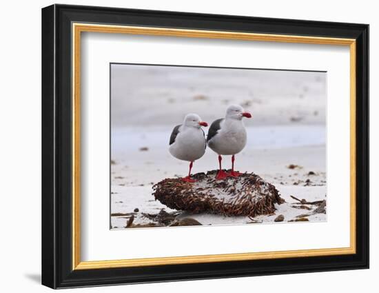 Pair of Dolphin Gulls (Leucophaeus Scoresbii) on a Seaweed Covered Rock-Eleanor Scriven-Framed Photographic Print