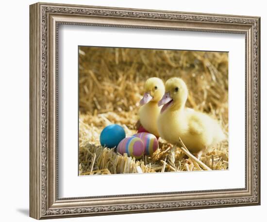 Pair of ducklings with Easter eggs-Ada Summer-Framed Photographic Print