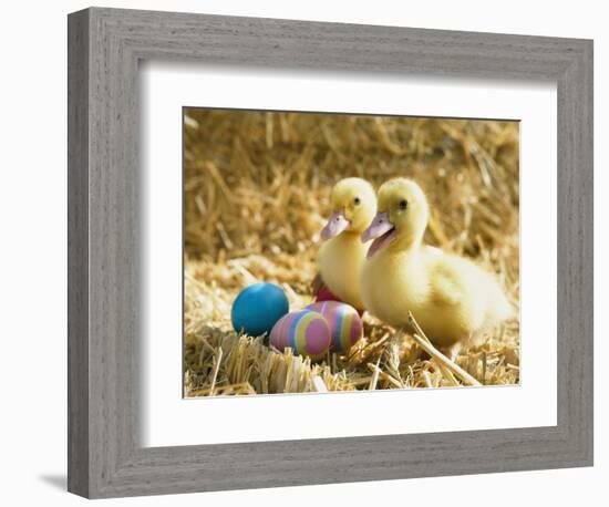 Pair of ducklings with Easter eggs-Ada Summer-Framed Photographic Print