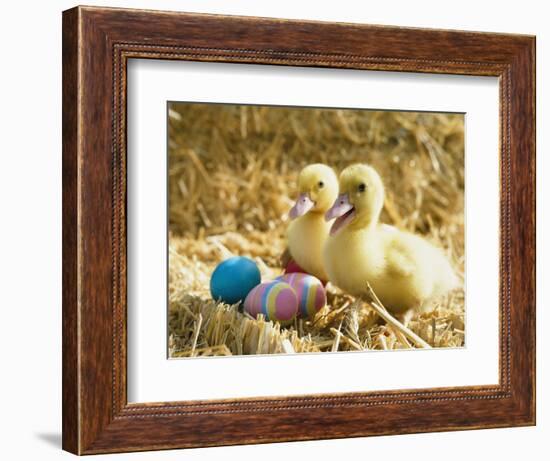 Pair of ducklings with Easter eggs-Ada Summer-Framed Photographic Print