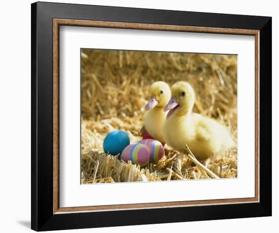 Pair of ducklings with Easter eggs-Ada Summer-Framed Photographic Print