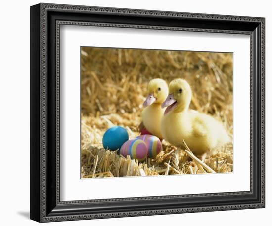 Pair of ducklings with Easter eggs-Ada Summer-Framed Photographic Print