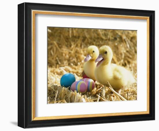 Pair of ducklings with Easter eggs-Ada Summer-Framed Photographic Print