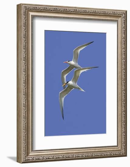 Pair of Elegant Terns in Fight-Hal Beral-Framed Photographic Print