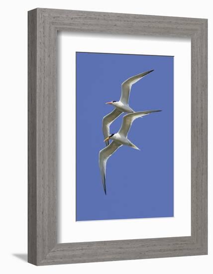 Pair of Elegant Terns in Fight-Hal Beral-Framed Photographic Print