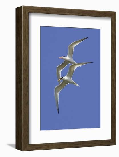 Pair of Elegant Terns in Fight-Hal Beral-Framed Photographic Print