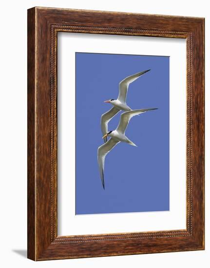 Pair of Elegant Terns in Fight-Hal Beral-Framed Photographic Print