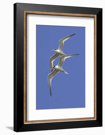 Pair of Elegant Terns in Fight-Hal Beral-Framed Photographic Print