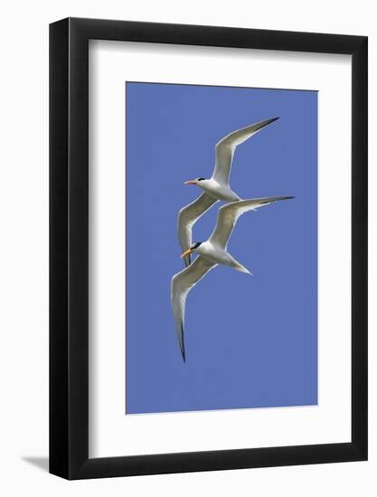 Pair of Elegant Terns in Fight-Hal Beral-Framed Photographic Print