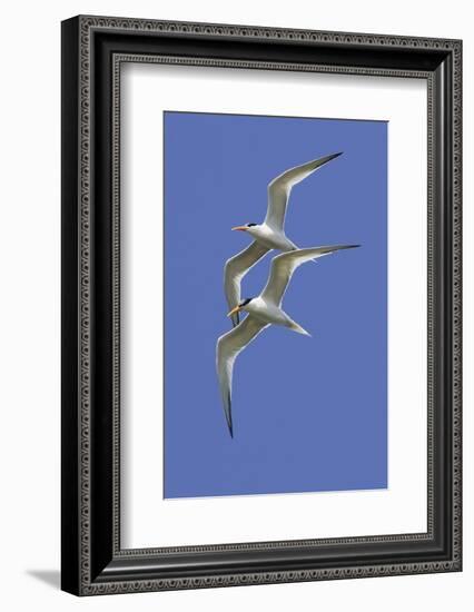 Pair of Elegant Terns in Fight-Hal Beral-Framed Photographic Print