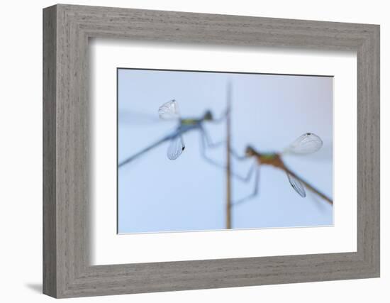 Pair of Emerald damselflies resting on a reed, Cornwall, UK-Ross Hoddinott-Framed Photographic Print