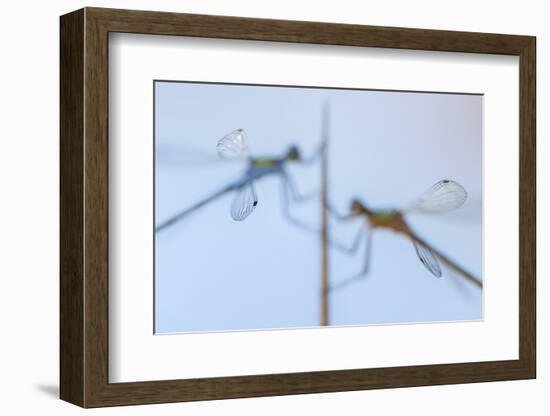 Pair of Emerald damselflies resting on a reed, Cornwall, UK-Ross Hoddinott-Framed Photographic Print