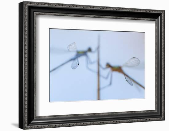 Pair of Emerald damselflies resting on a reed, Cornwall, UK-Ross Hoddinott-Framed Photographic Print