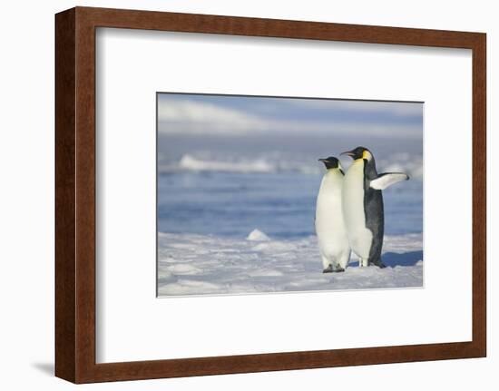 Pair of Emperor Penguins-DLILLC-Framed Photographic Print