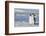 Pair of Emperor Penguins-DLILLC-Framed Photographic Print