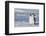 Pair of Emperor Penguins-DLILLC-Framed Photographic Print