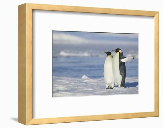 Pair of Emperor Penguins-DLILLC-Framed Photographic Print