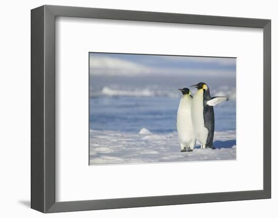 Pair of Emperor Penguins-DLILLC-Framed Photographic Print