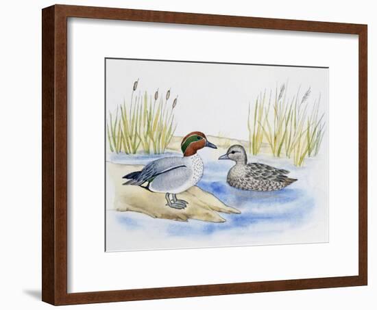 Pair of Eurasian Teals (Anas Crecca), Anatidae-null-Framed Giclee Print